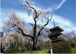 浄専寺の枝垂れ桜